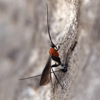 Braconidae (family) (Unidentified braconid wasp) at Hackett, ACT - 7 Oct 2018 by David