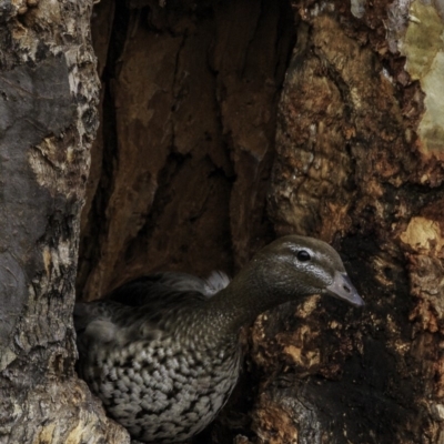 Chenonetta jubata (Australian Wood Duck) at Red Hill Nature Reserve - 5 Oct 2018 by BIrdsinCanberra