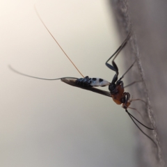 Braconidae (family) (Unidentified braconid wasp) at Black Mountain - 7 Oct 2018 by David