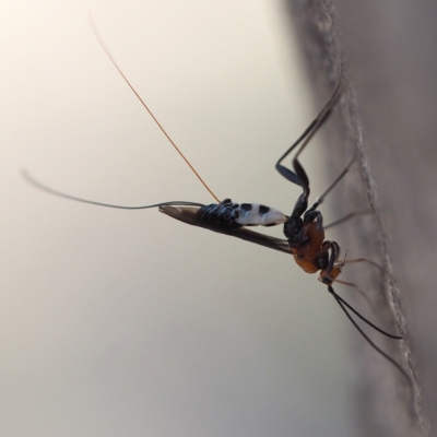 Braconidae (family) (Unidentified braconid wasp) at Black Mountain - 7 Oct 2018 by David