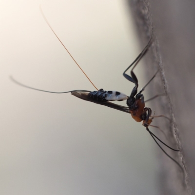 Braconidae (family) (Unidentified braconid wasp) at Hackett, ACT - 7 Oct 2018 by David