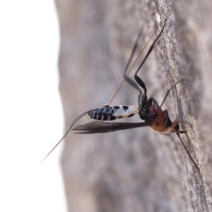 Braconidae (family) at Point 5805 - 7 Oct 2018