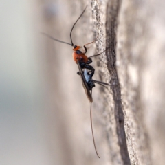 Braconidae (family) at Point 5805 - 7 Oct 2018