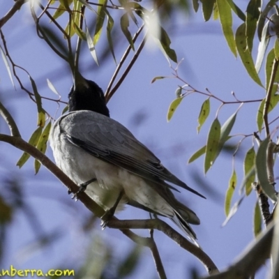 Coracina novaehollandiae (Black-faced Cuckooshrike) at Hughes, ACT - 6 Oct 2018 by JonSteinbeck