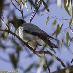 Coracina novaehollandiae at Hughes, ACT - 6 Oct 2018 08:46 AM