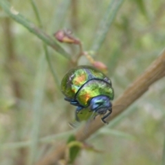 Callidemum hypochalceum (Hop-bush leaf beetle) at Mount Mugga Mugga - 5 Oct 2015 by Mike