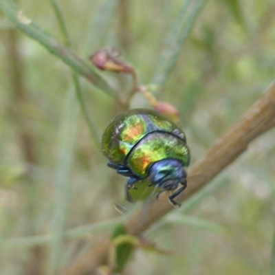 Callidemum hypochalceum (Hop-bush leaf beetle) at Mount Mugga Mugga - 5 Oct 2015 by Mike