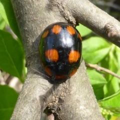 Paropsisterna beata (Blessed Leaf Beetle) at Mount Mugga Mugga - 10 Oct 2015 by Mike