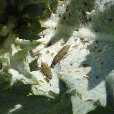 Lixus cardui (Thistle Stem-borer Weevil) at Callum Brae - 11 Oct 2015 by Mike