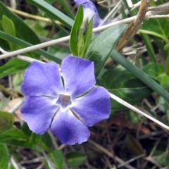 Vinca major (Blue Periwinkle) at Fyshwick, ACT - 6 Oct 2018 by RodDeb