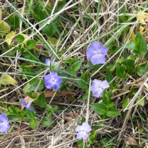 Vinca major at Fyshwick, ACT - 7 Oct 2018 10:54 AM