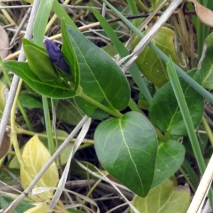 Vinca major at Fyshwick, ACT - 7 Oct 2018 10:54 AM