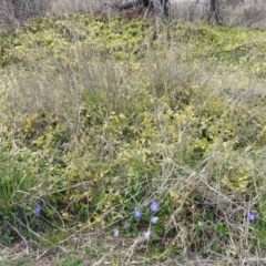 Vinca major at Fyshwick, ACT - 7 Oct 2018 10:54 AM