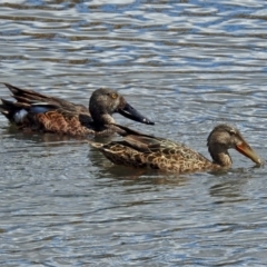 Spatula rhynchotis (Australasian Shoveler) at Jerrabomberra Wetlands - 7 Oct 2018 by RodDeb