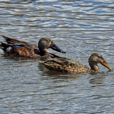 Spatula rhynchotis (Australasian Shoveler) at Jerrabomberra Wetlands - 7 Oct 2018 by RodDeb