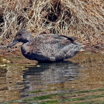 Stictonetta naevosa (Freckled Duck) at Jerrabomberra Wetlands - 7 Oct 2018 by RodDeb