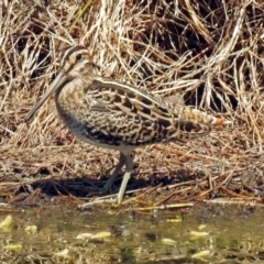 Gallinago hardwickii (Latham's Snipe) at Jerrabomberra Wetlands - 7 Oct 2018 by RodDeb