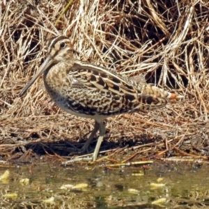 Gallinago hardwickii at Fyshwick, ACT - 7 Oct 2018