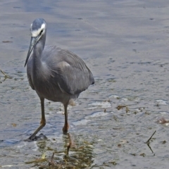 Egretta novaehollandiae (White-faced Heron) at Jerrabomberra Wetlands - 7 Oct 2018 by RodDeb