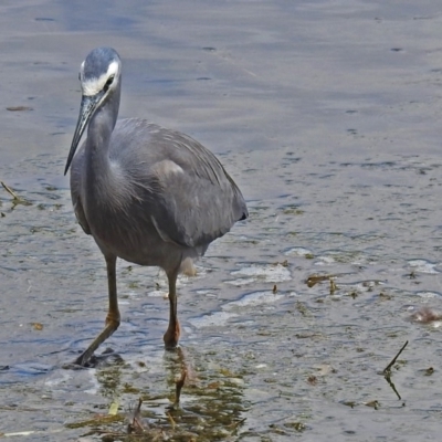 Egretta novaehollandiae (White-faced Heron) at Jerrabomberra Wetlands - 7 Oct 2018 by RodDeb