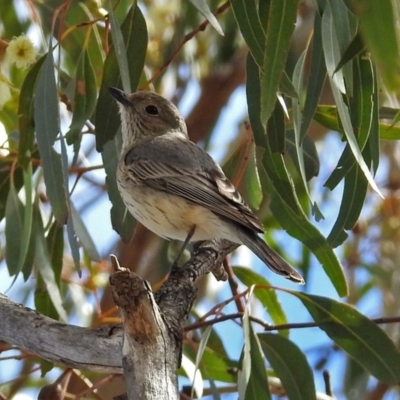 Pachycephala rufiventris (Rufous Whistler) at Fyshwick, ACT - 7 Oct 2018 by RodDeb