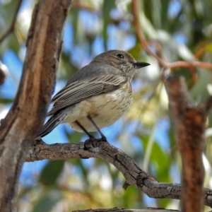 Pachycephala rufiventris at Fyshwick, ACT - 7 Oct 2018