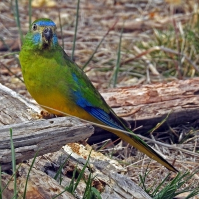 Neophema pulchella (Turquoise Parrot) at Jerrabomberra Wetlands - 6 Oct 2018 by RodDeb