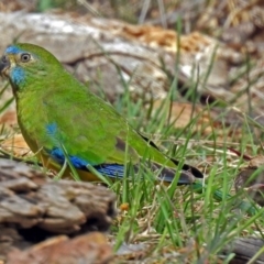 Neophema pulchella at Fyshwick, ACT - suppressed