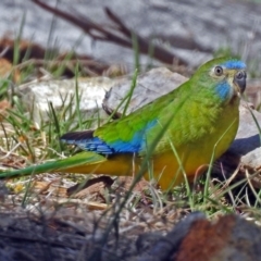 Neophema pulchella at Fyshwick, ACT - suppressed