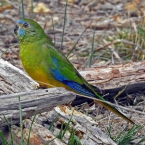 Neophema pulchella at Fyshwick, ACT - suppressed