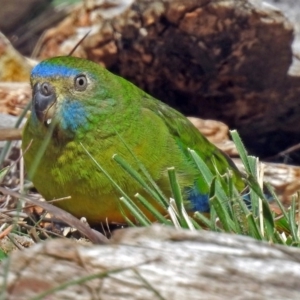 Neophema pulchella at Fyshwick, ACT - 7 Oct 2018