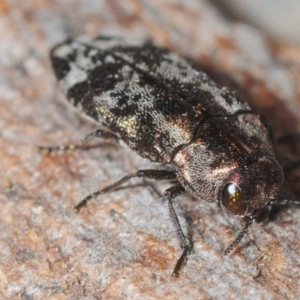 Diphucrania acuducta at Aranda, ACT - 7 Oct 2018