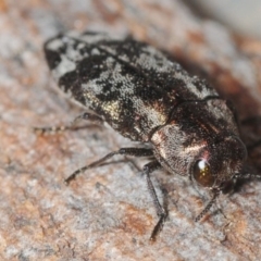 Diphucrania acuducta (Acuducta jewel beetle) at Aranda Bushland - 7 Oct 2018 by Harrisi