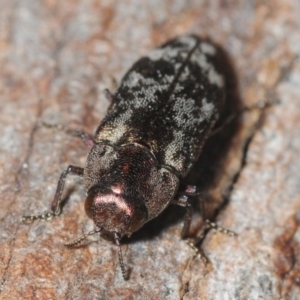 Diphucrania acuducta at Aranda, ACT - 7 Oct 2018 08:01 PM