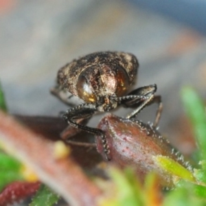 Diphucrania acuducta at Aranda, ACT - 7 Oct 2018