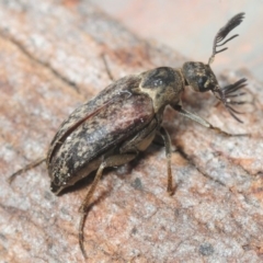 Ptilophorus sp. (genus) (Wedge-shaped beetle) at Aranda, ACT - 6 Oct 2018 by Harrisi