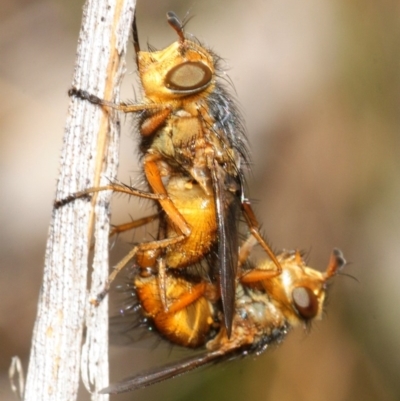 Tachinidae (family) (Unidentified Bristle fly) at Aranda Bushland - 6 Oct 2018 by Harrisi
