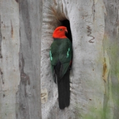 Alisterus scapularis (Australian King-Parrot) at GG204 - 4 Oct 2018 by TimL