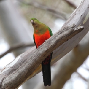 Alisterus scapularis at Acton, ACT - 5 Oct 2018