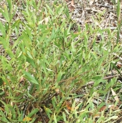 Daviesia mimosoides at Yarralumla, ACT - 5 Oct 2018