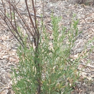 Daviesia mimosoides at Yarralumla, ACT - 5 Oct 2018