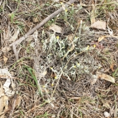 Chrysocephalum apiculatum (Common Everlasting) at Yarralumla, ACT - 5 Oct 2018 by ruthkerruish