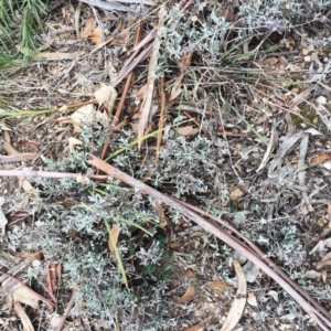 Chrysocephalum apiculatum at Yarralumla, ACT - 5 Oct 2018 10:00 AM