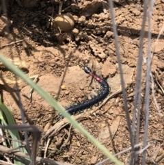 Scolopendra laeta (Giant Centipede) at Symonston, ACT - 8 Oct 2018 by AaronClausen