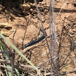 Scolopendra laeta at Symonston, ACT - 8 Oct 2018