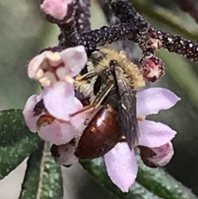 Unidentified Bee (Hymenoptera, Apiformes) at Acton, ACT - 8 Oct 2018 by PeterR