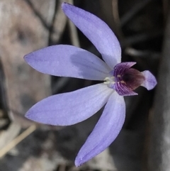 Cyanicula caerulea (Blue Fingers, Blue Fairies) at Acton, ACT - 8 Oct 2018 by PeterR