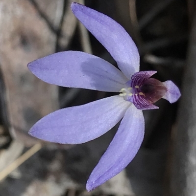 Cyanicula caerulea (Blue Fingers, Blue Fairies) at Acton, ACT - 8 Oct 2018 by PeterR