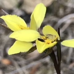 Diuris chryseopsis (Golden Moth) at Kambah, ACT - 7 Oct 2018 by PeterR