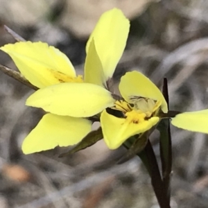 Diuris chryseopsis at Kambah, ACT - 7 Oct 2018
